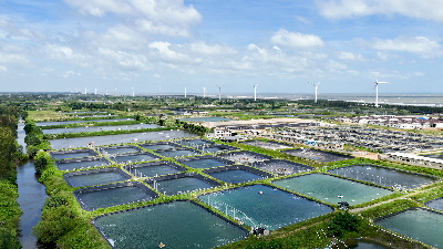 图1:雷州港航海洋种业科技有限公司育苗基地航拍全景-广东海发集团首个海洋牧场项目——雷州港航海洋种业科技有限公司.png